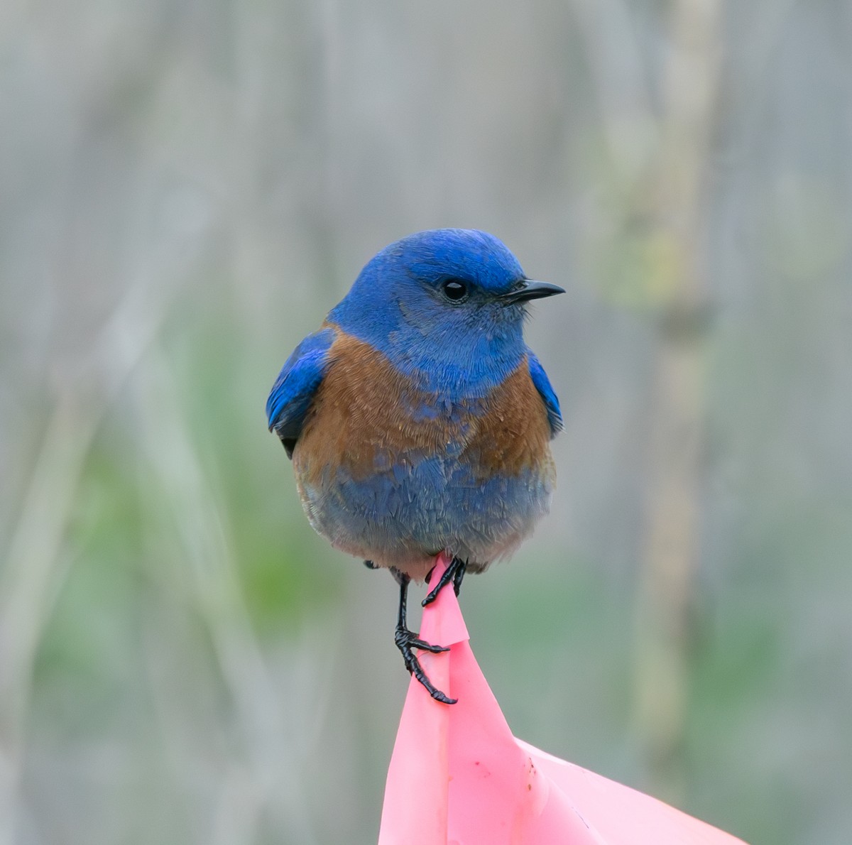 Western Bluebird - ML615166286