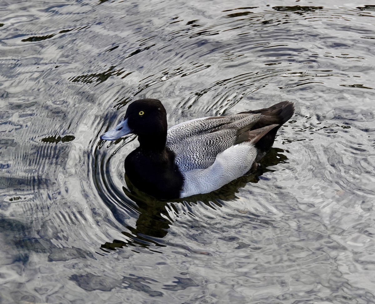 Lesser Scaup - ML615166307