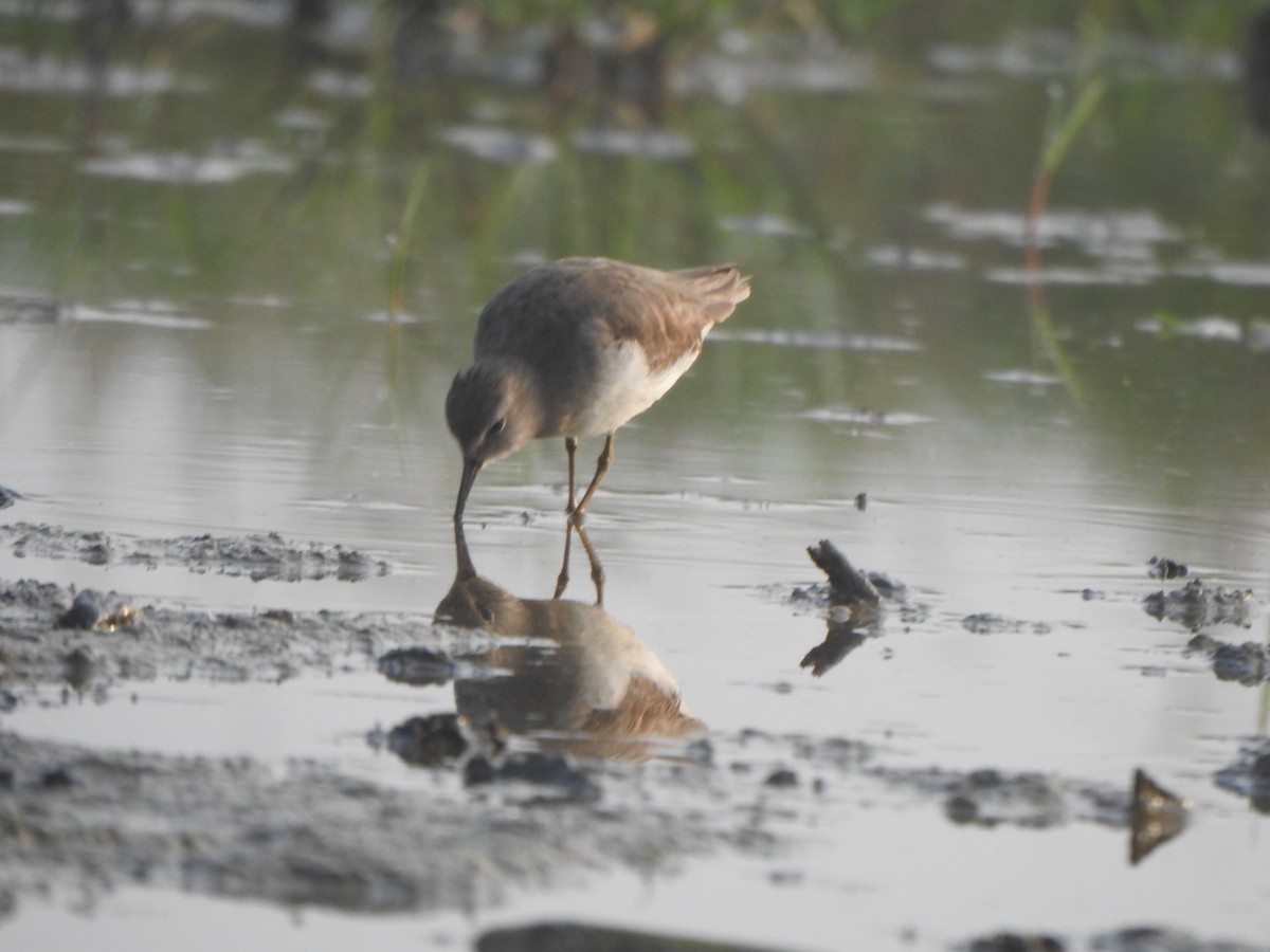 Temminck's Stint - Arulvelan Thillainayagam