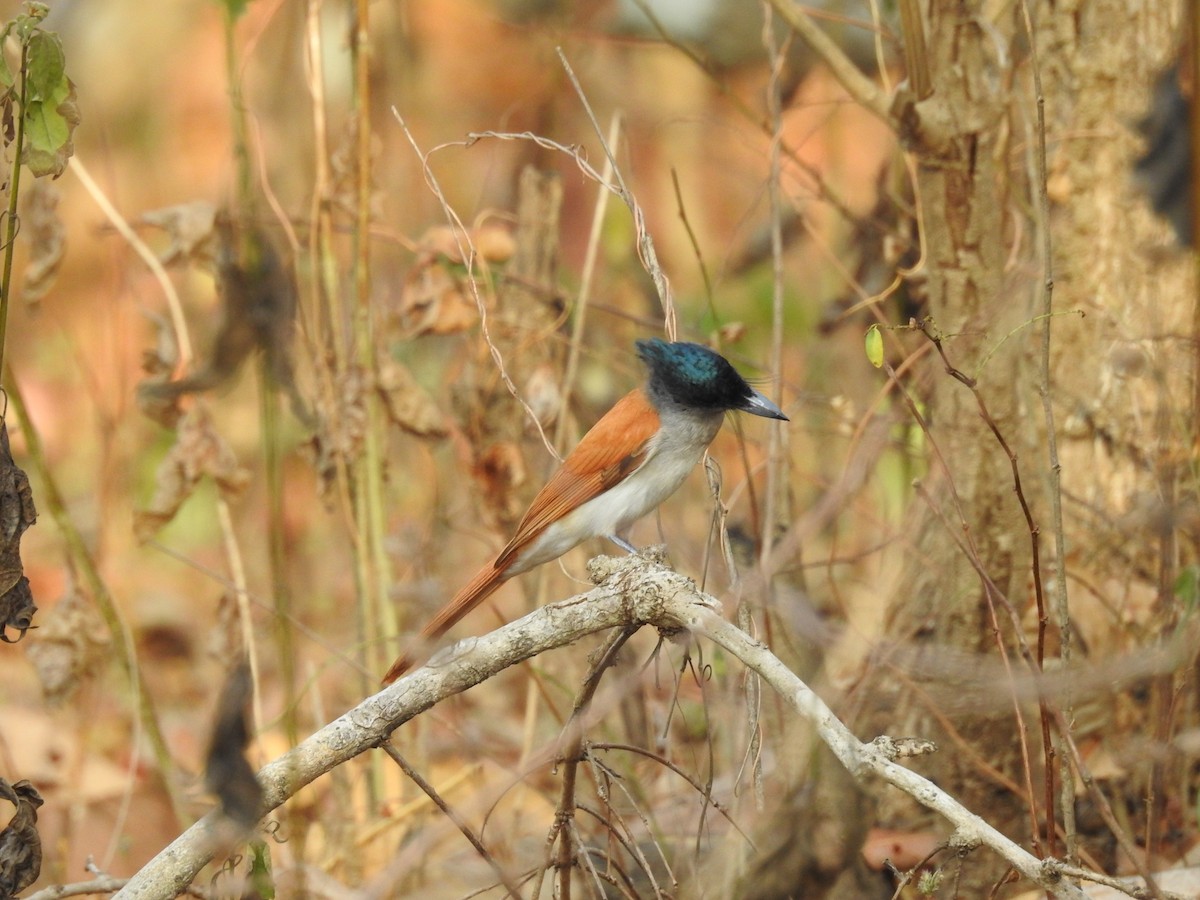 Indian Paradise-Flycatcher - Anonymous