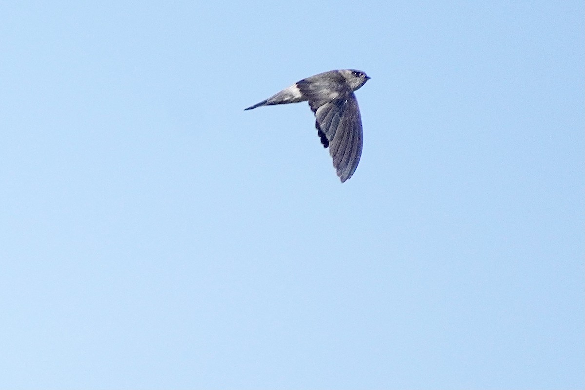 Germain's Swiftlet - ML615166342