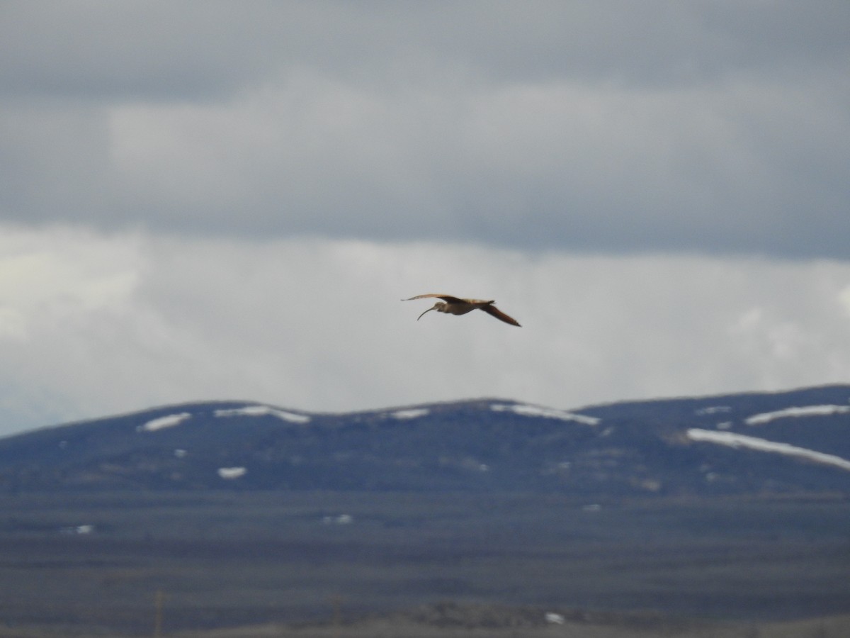 Long-billed Curlew - ML615166348