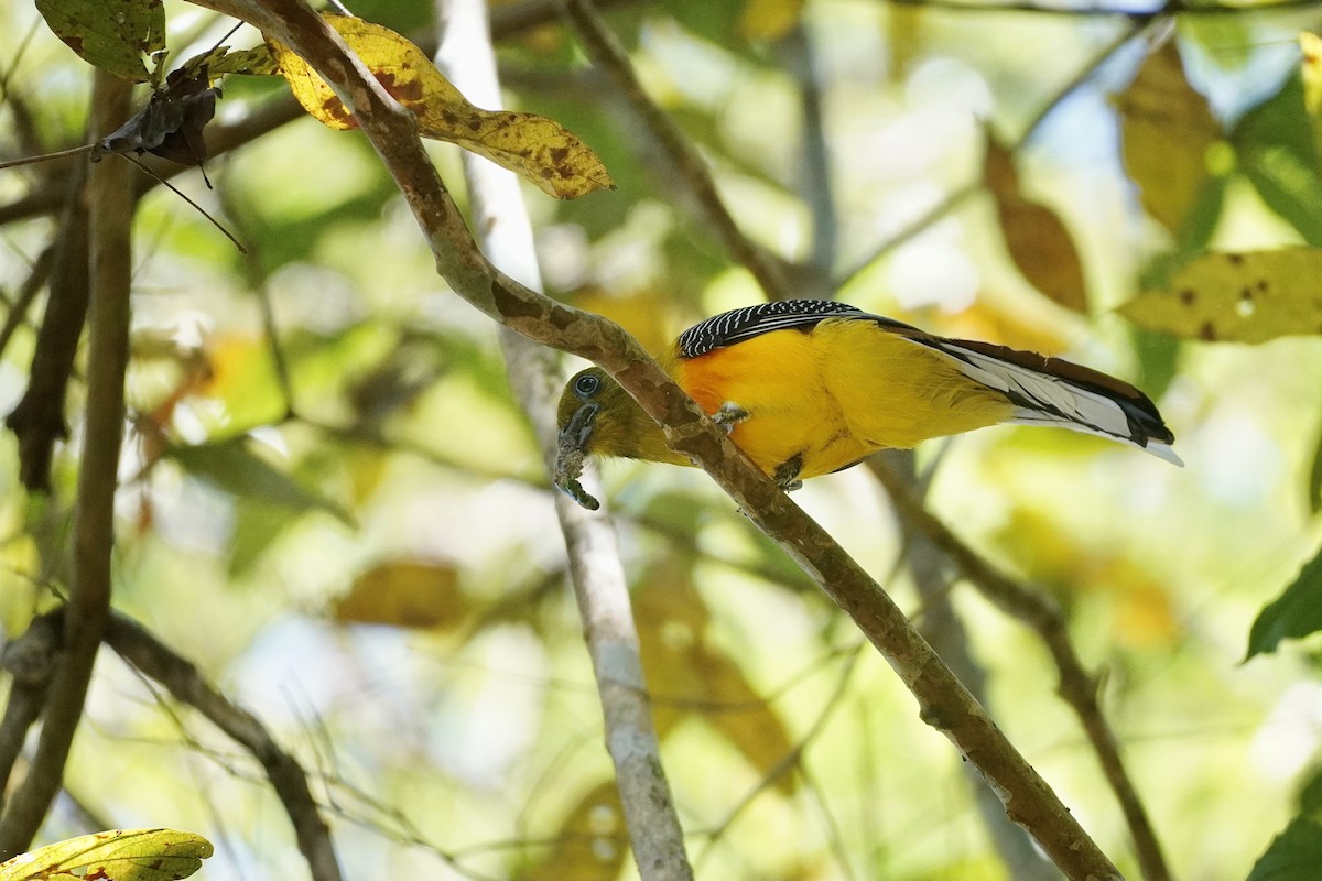 Turuncu Göğüslü Trogon - ML615166388