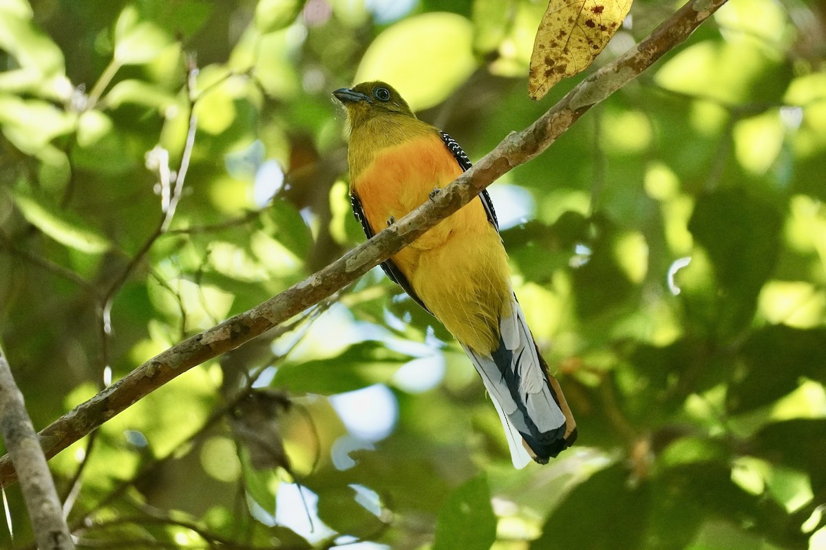 trogon oranžovoprsý - ML615166389