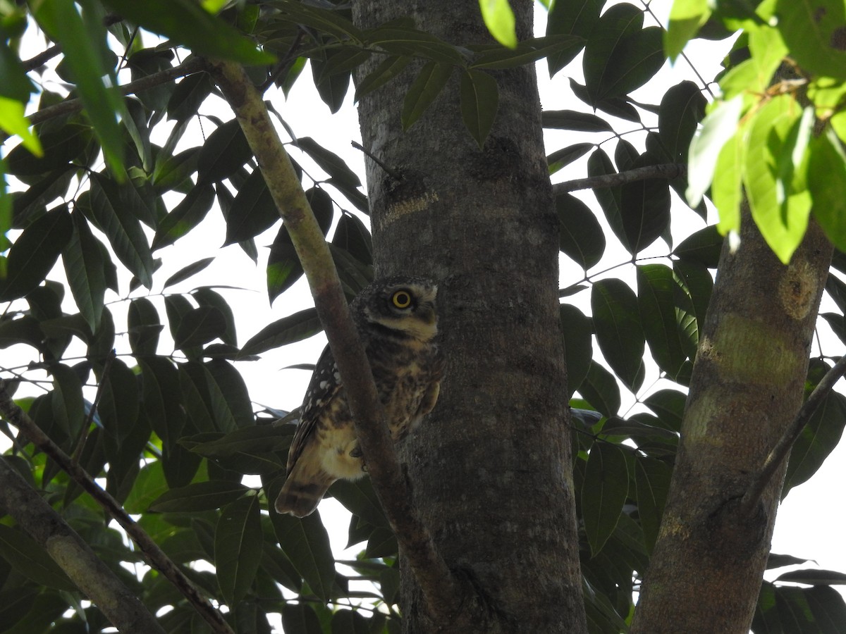 Spotted Owlet - ML615166392
