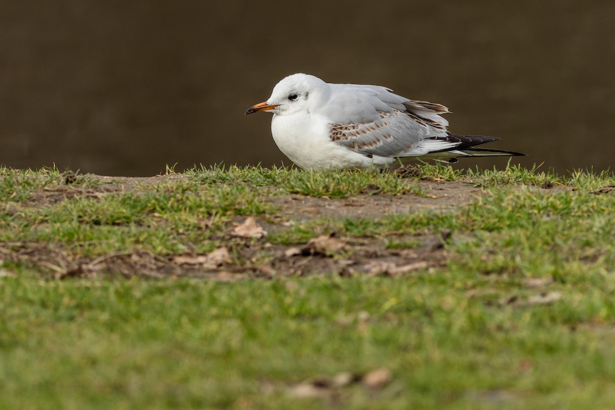 Black-headed Gull - Gabi Uhrova