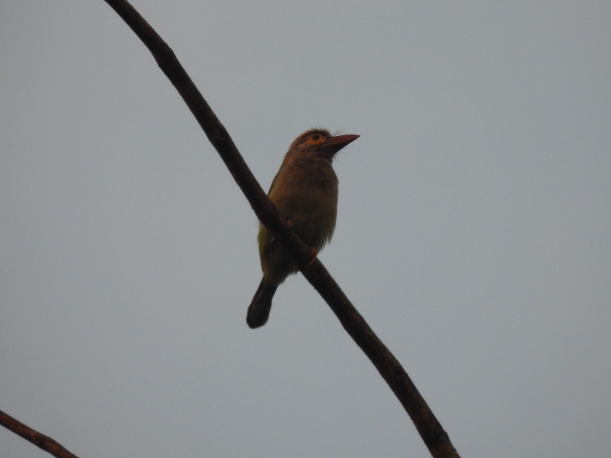 Brown-headed Barbet - ML615166403