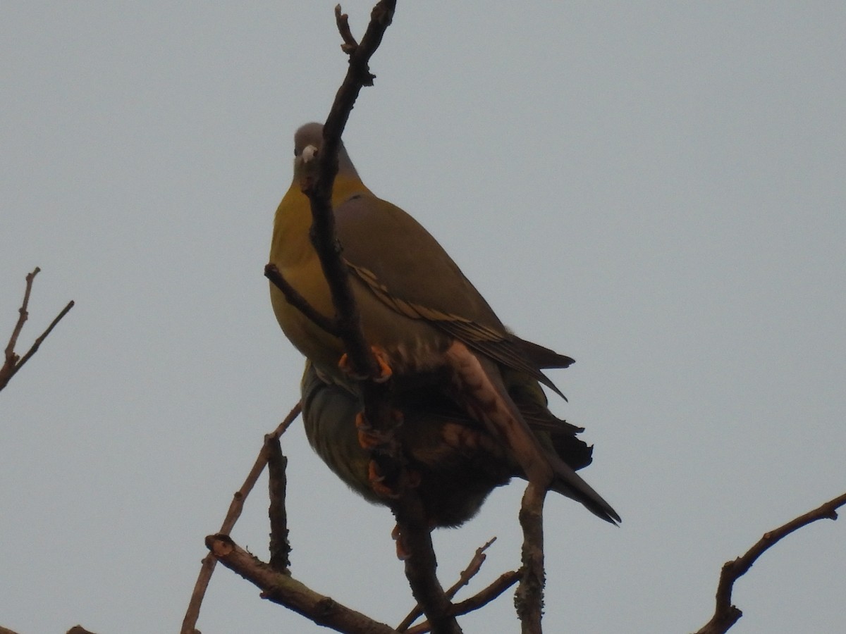 Yellow-footed Green-Pigeon - ML615166411