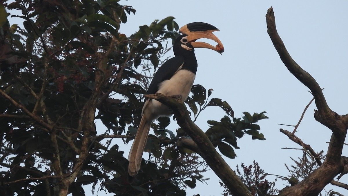 Malabar Pied-Hornbill - ML615166415