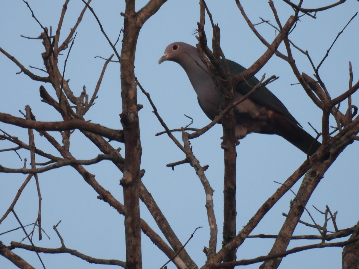 Green Imperial-Pigeon - ML615166419