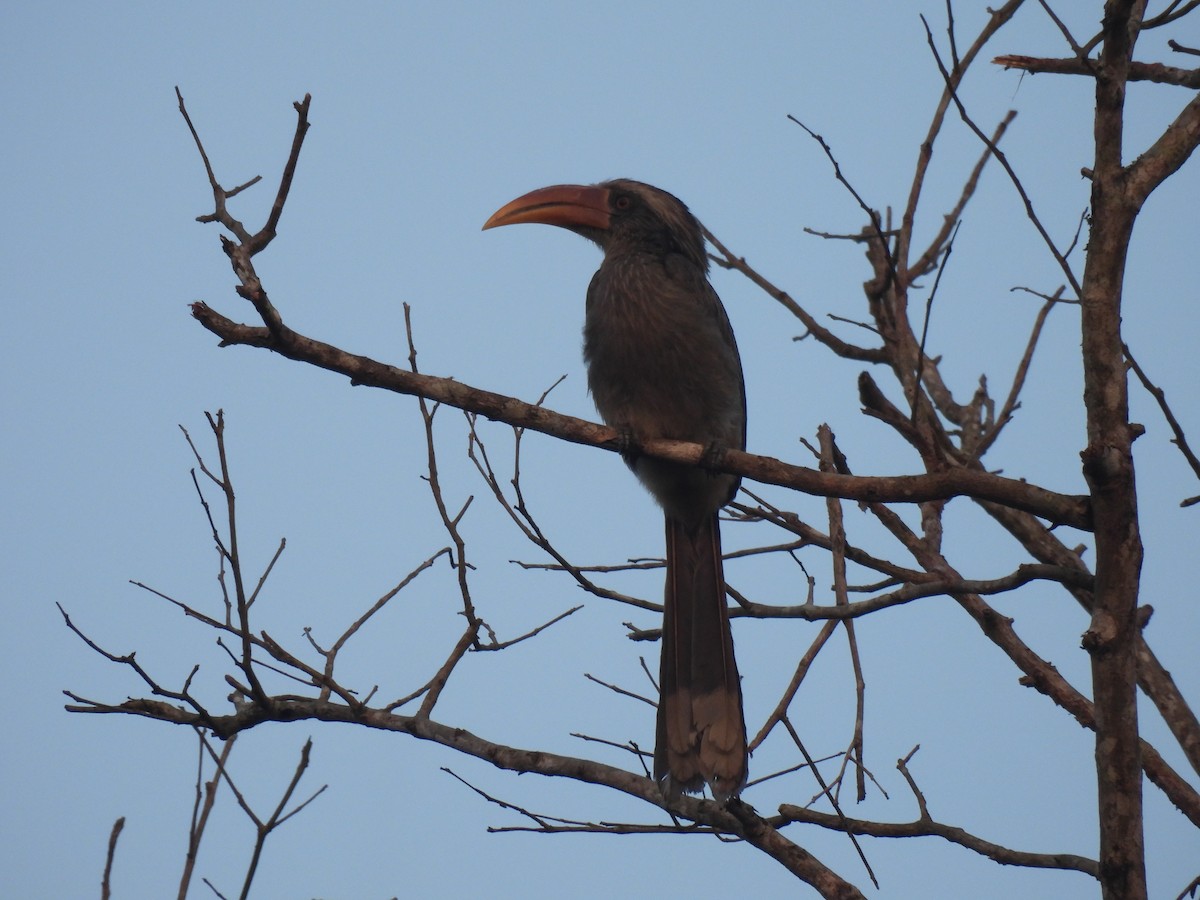 Malabar Gray Hornbill - ML615166422