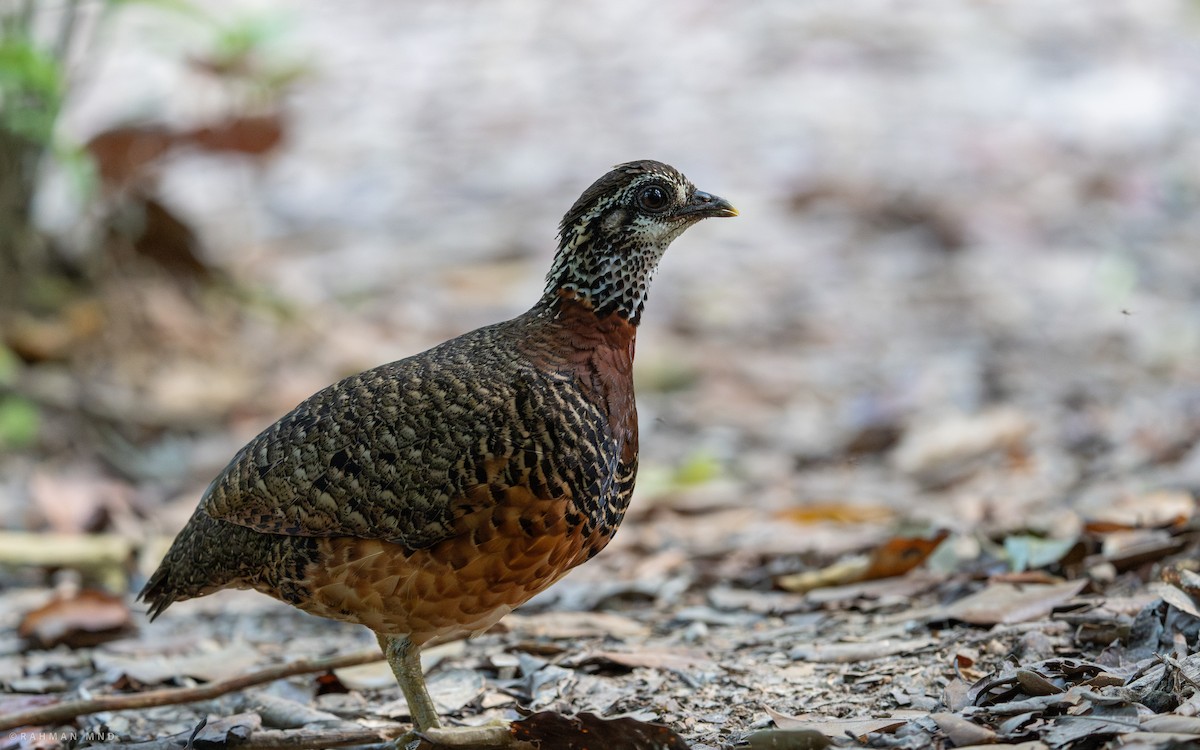 Sabah Partridge - ML615166425