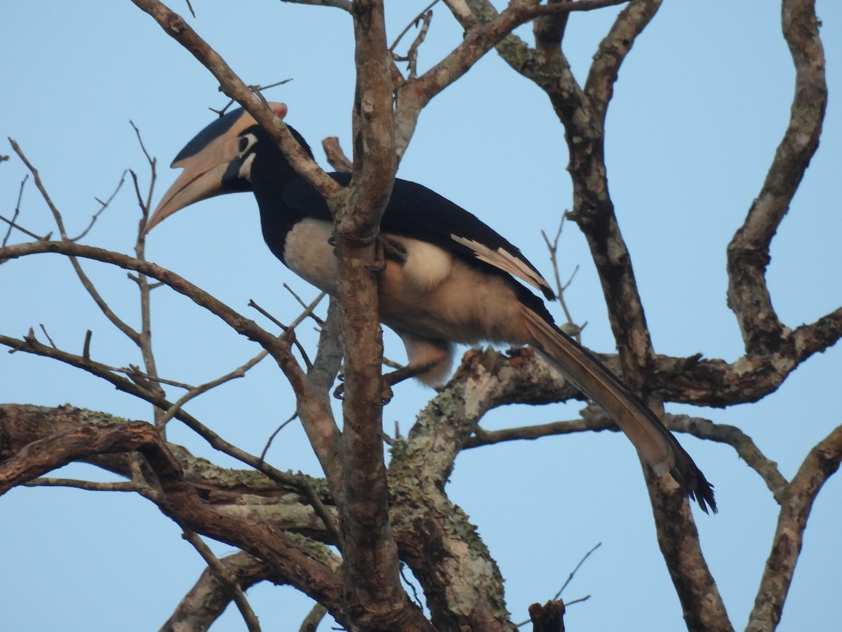 Malabar Pied-Hornbill - ML615166441