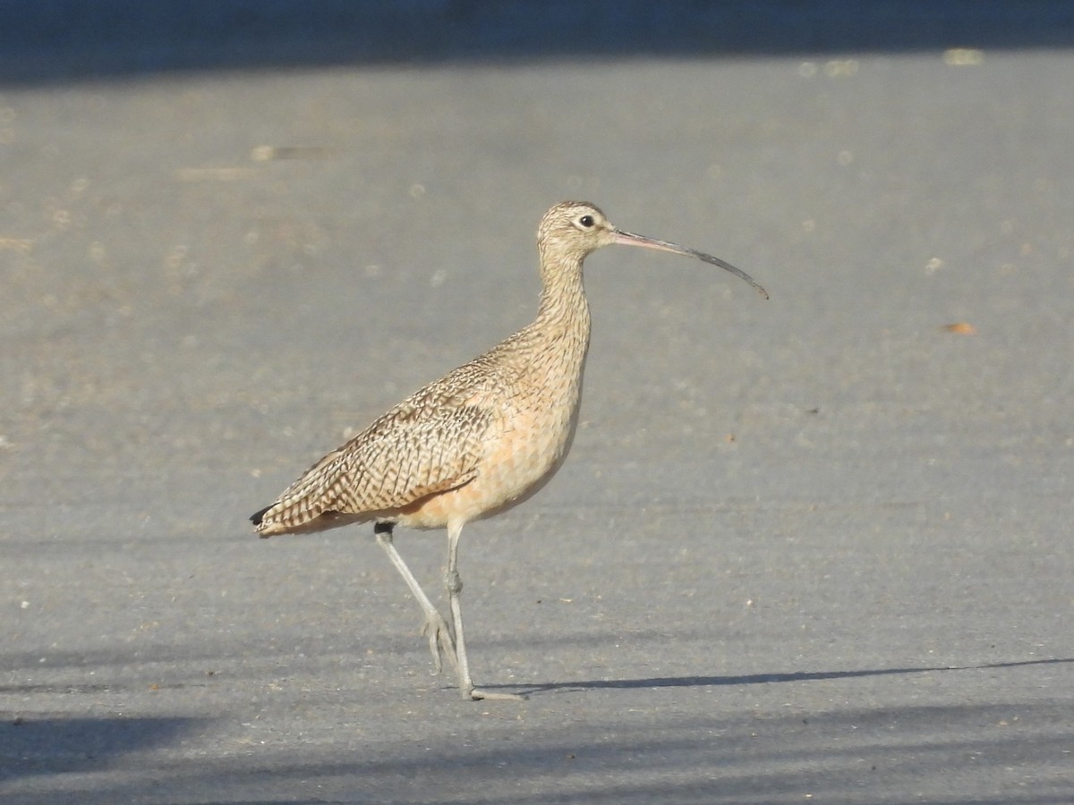 Long-billed Curlew - ML615166442