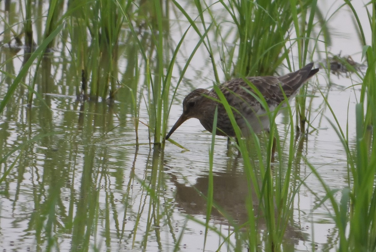 Graubrust-Strandläufer - ML615166451