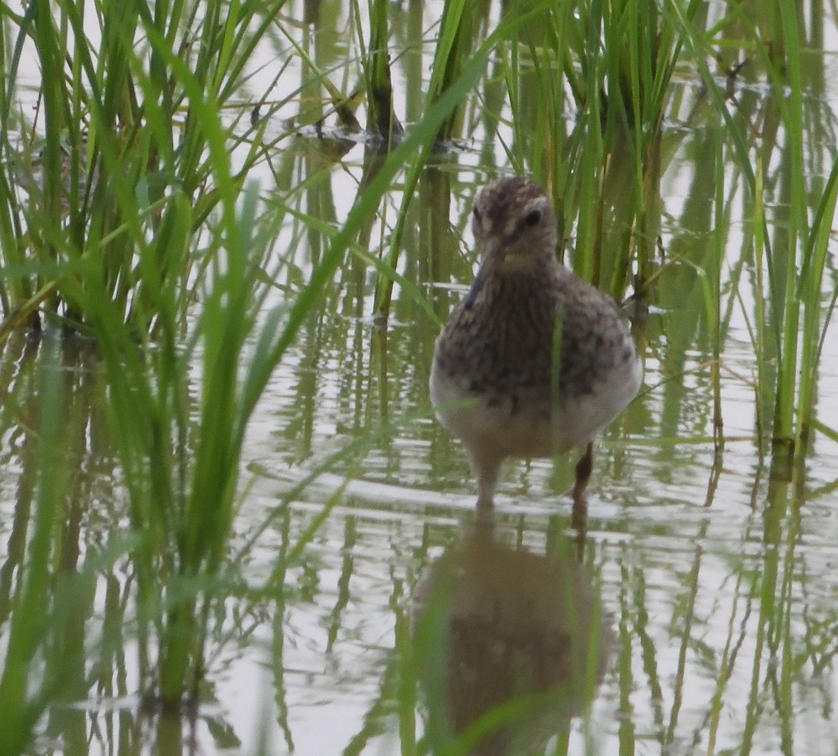 Pectoral Sandpiper - ML615166452