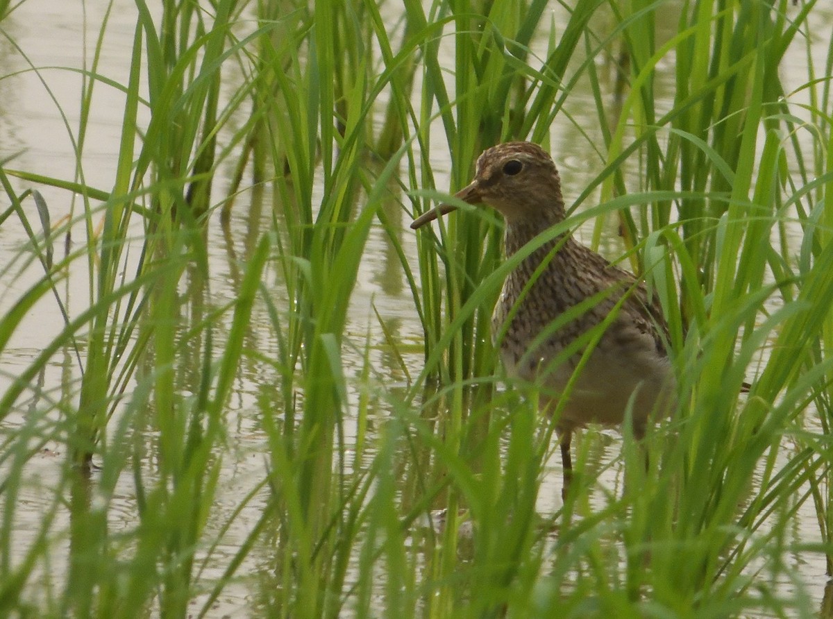 Pectoral Sandpiper - ML615166453