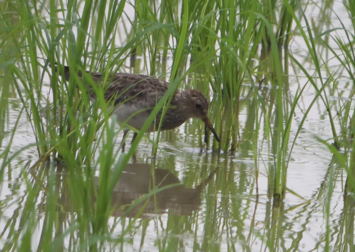 Pectoral Sandpiper - ML615166454