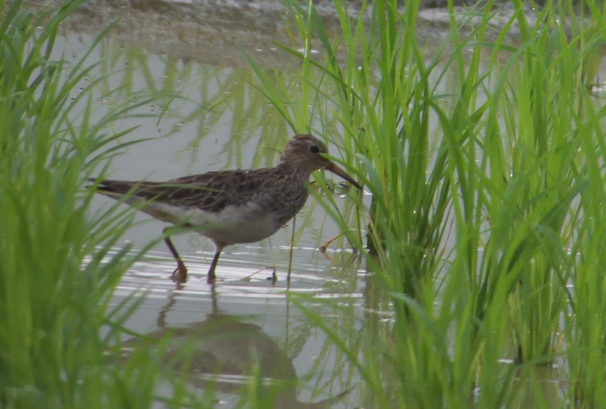 Pectoral Sandpiper - ML615166455