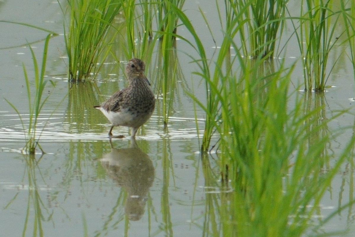 Pectoral Sandpiper - ML615166456