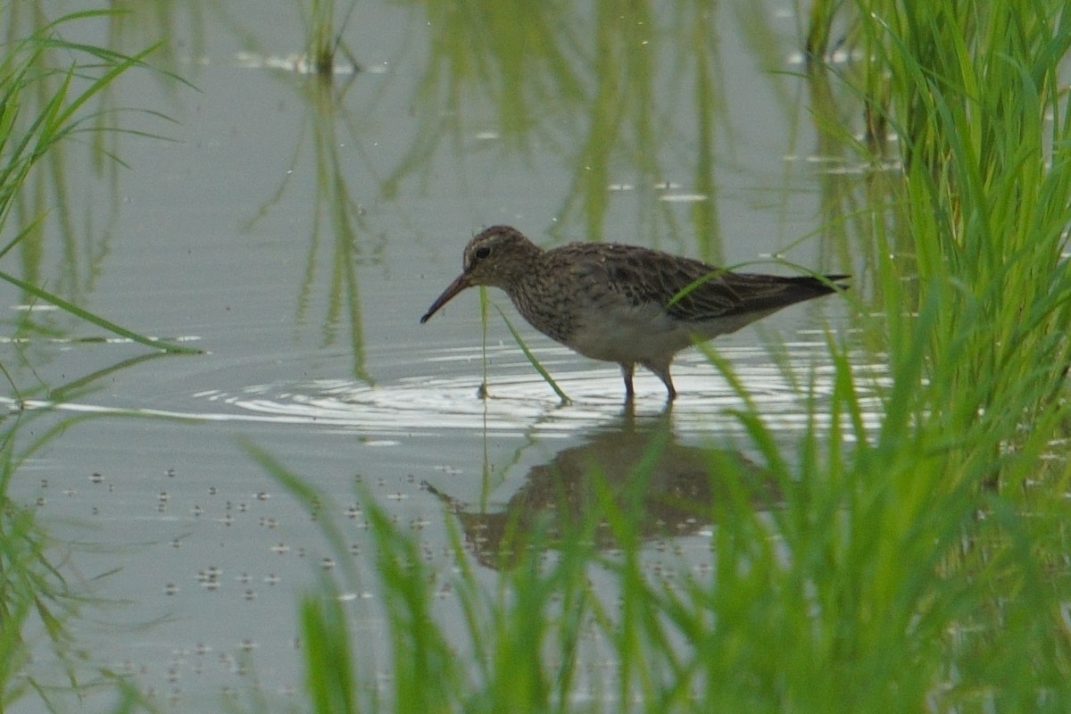 Graubrust-Strandläufer - ML615166457