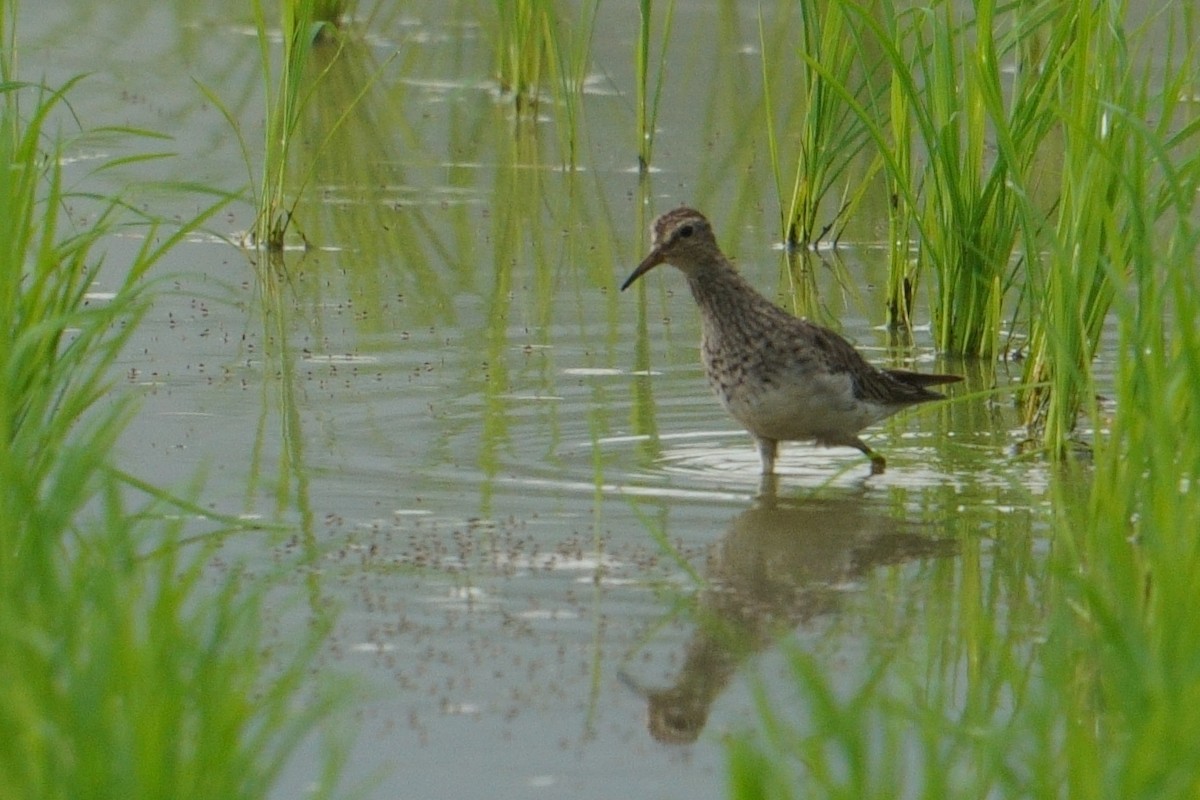 Pectoral Sandpiper - ML615166458