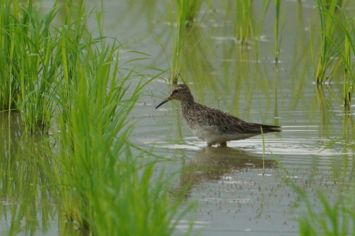 Graubrust-Strandläufer - ML615166459