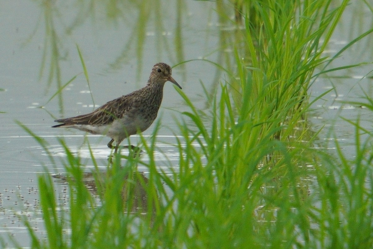 Bécasseau à poitrine cendrée - ML615166460