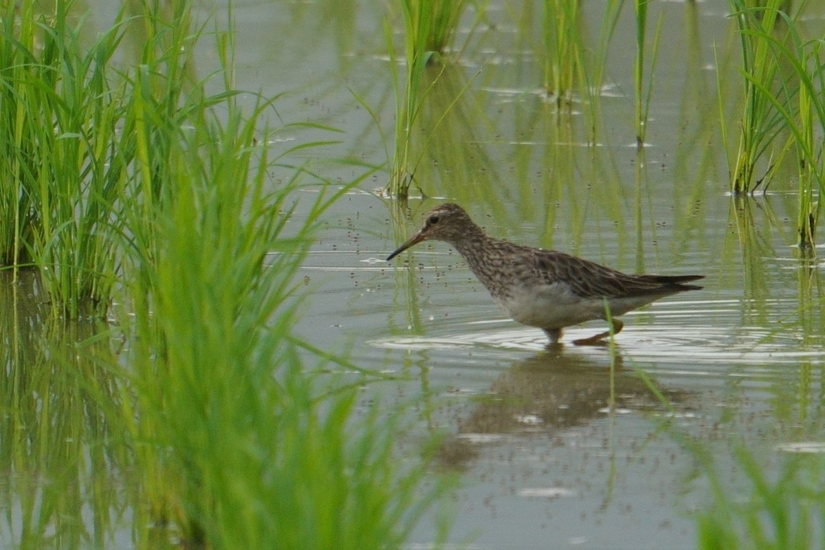 Graubrust-Strandläufer - ML615166461