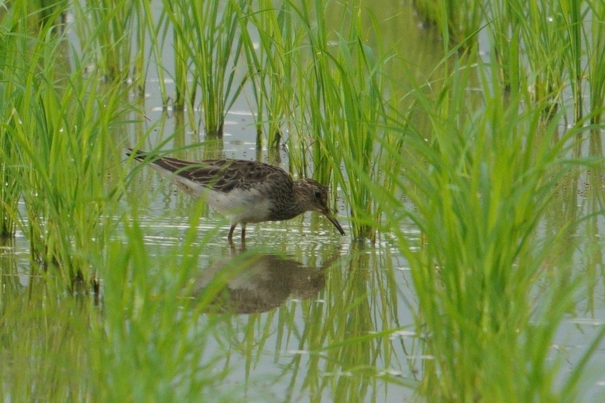 Pectoral Sandpiper - ML615166462