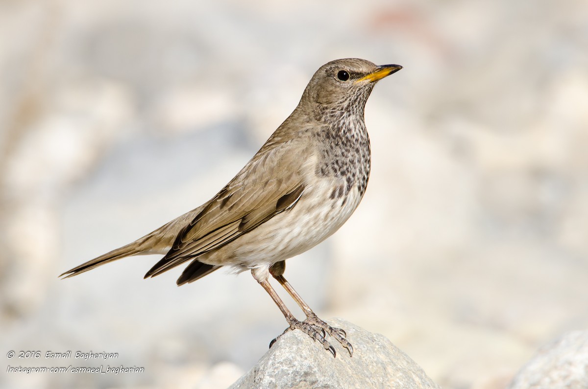 Black-throated Thrush - Esmail Bagheriyan