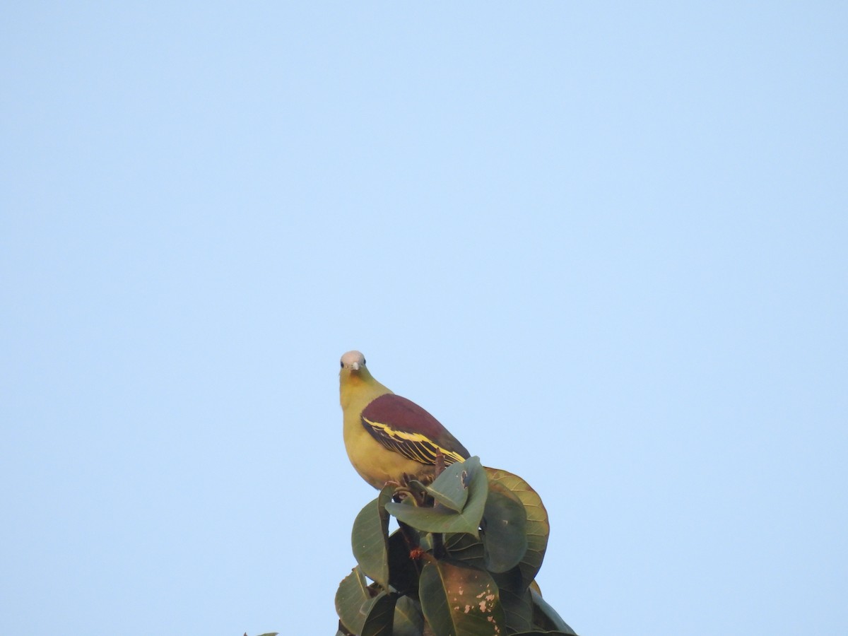 Gray-fronted Green-Pigeon - ML615166550