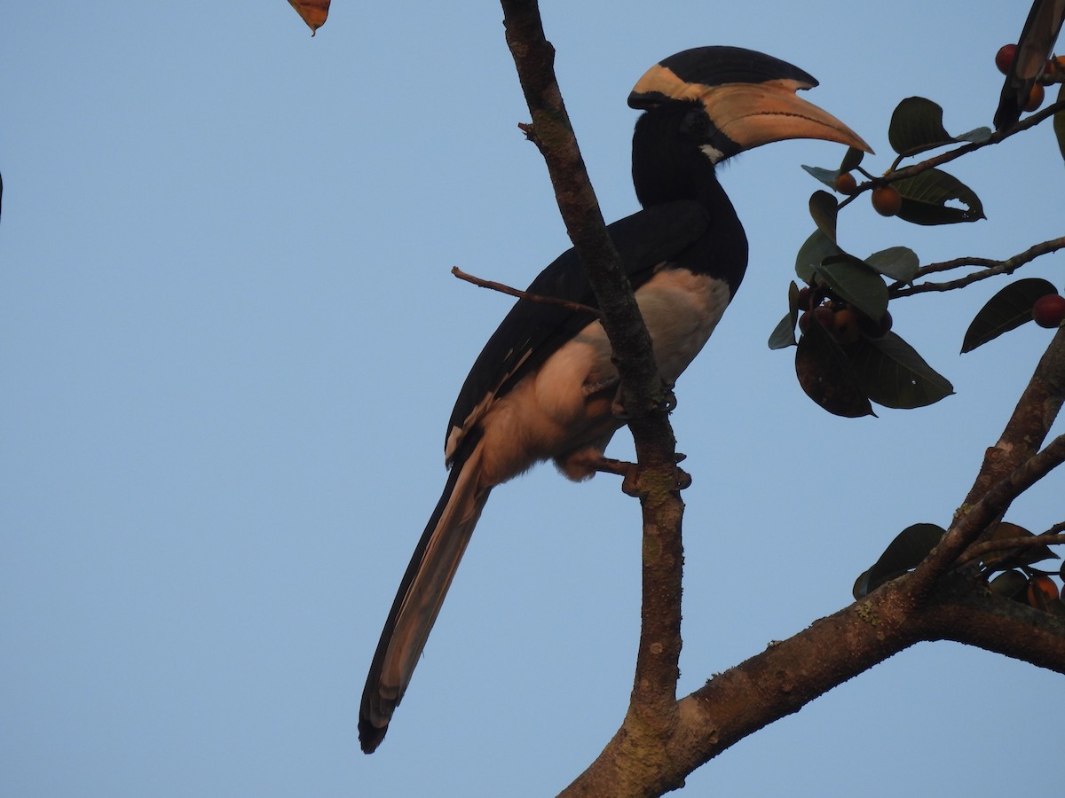 Malabar Pied-Hornbill - ML615166563