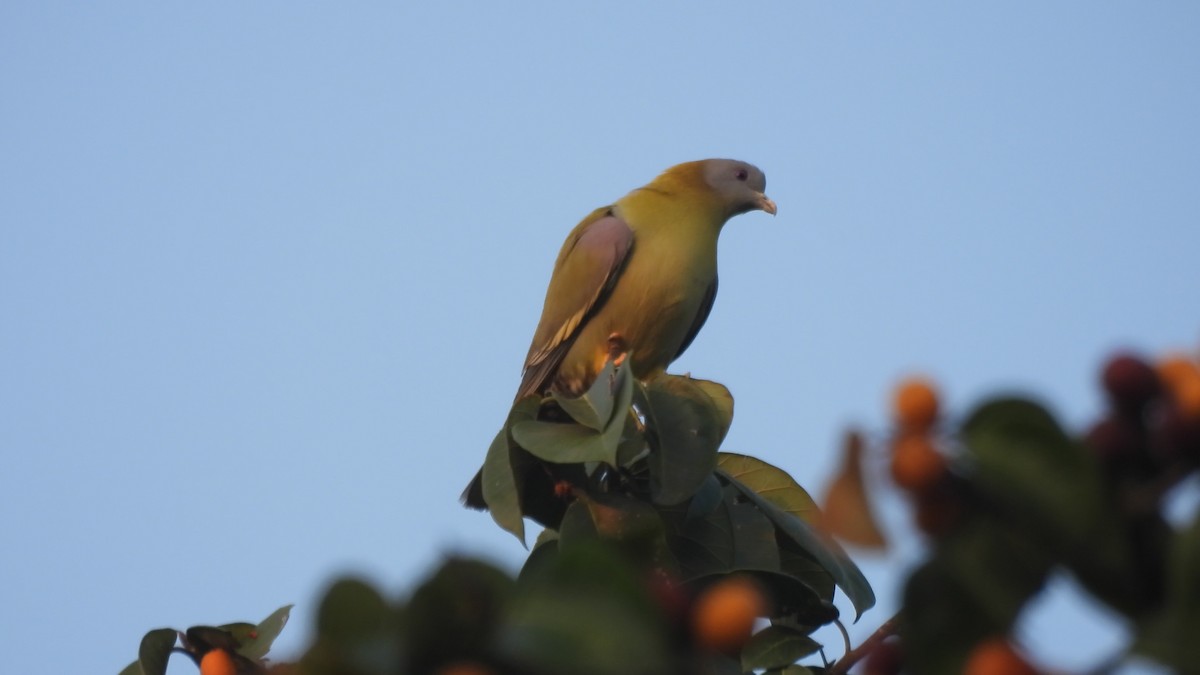 Yellow-footed Green-Pigeon - ML615166583