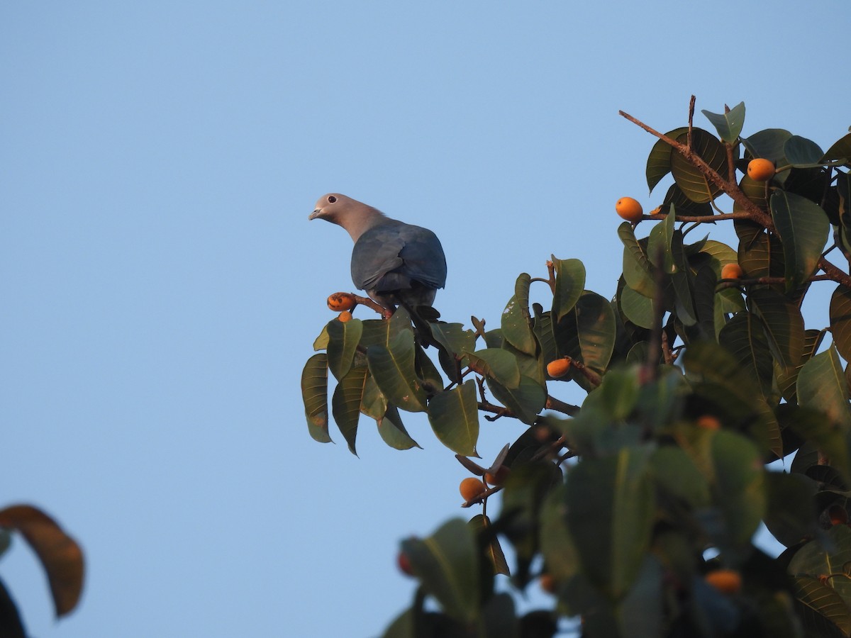 Green Imperial-Pigeon - ML615166585
