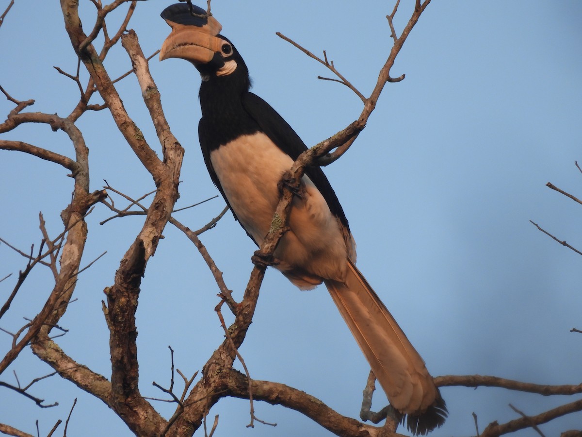 Malabar Pied-Hornbill - ML615166596