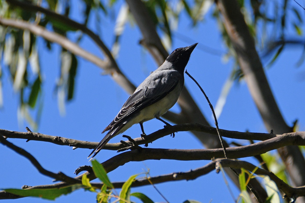 Black-faced Cuckooshrike - Peter & Shelly Watts