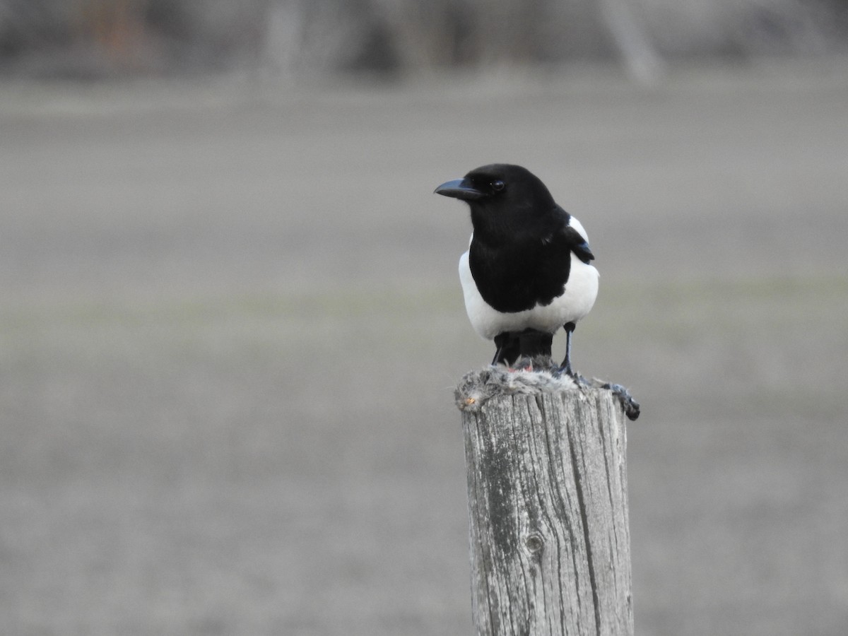 Black-billed Magpie - ML615166603