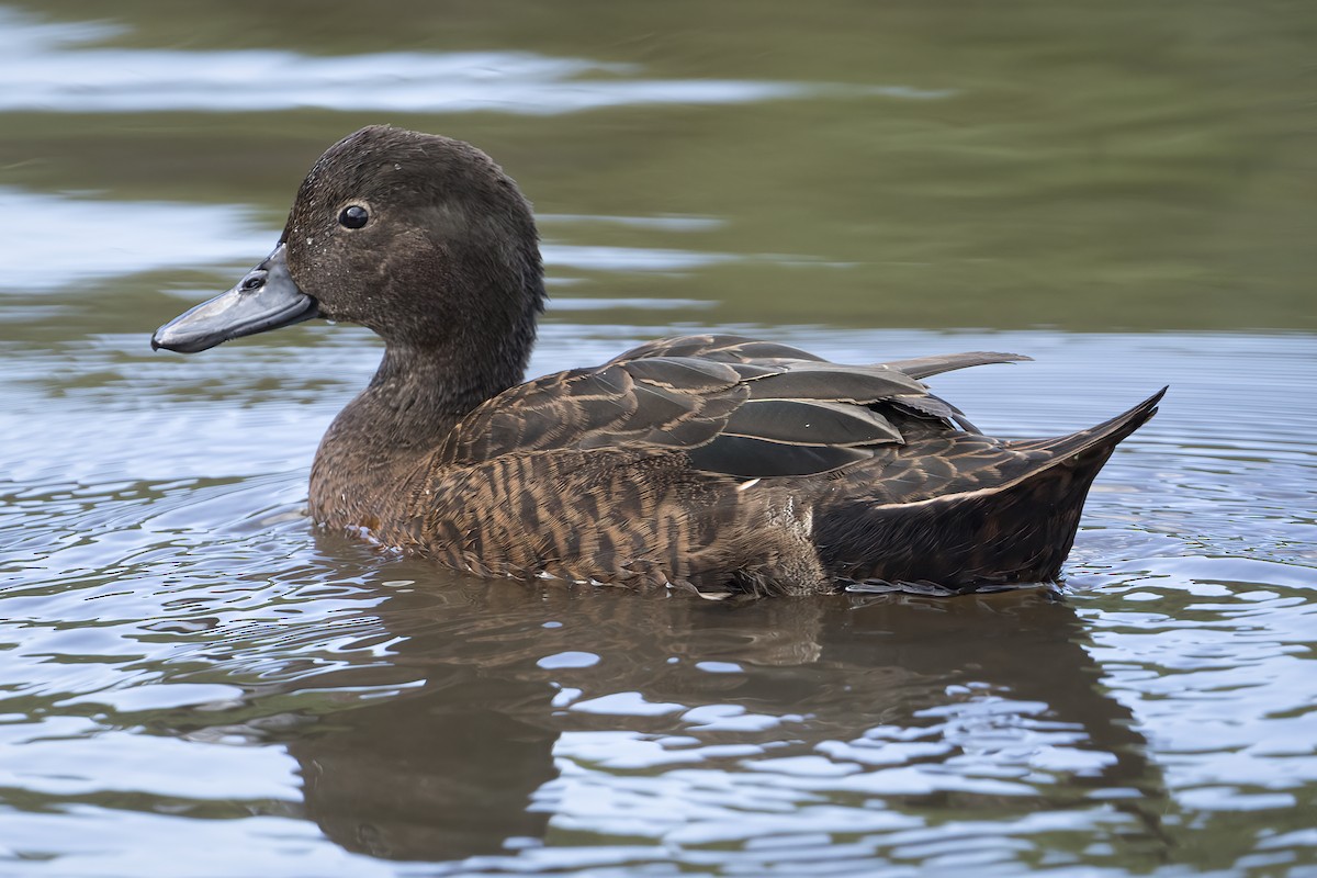 Brown Teal - ML615166613