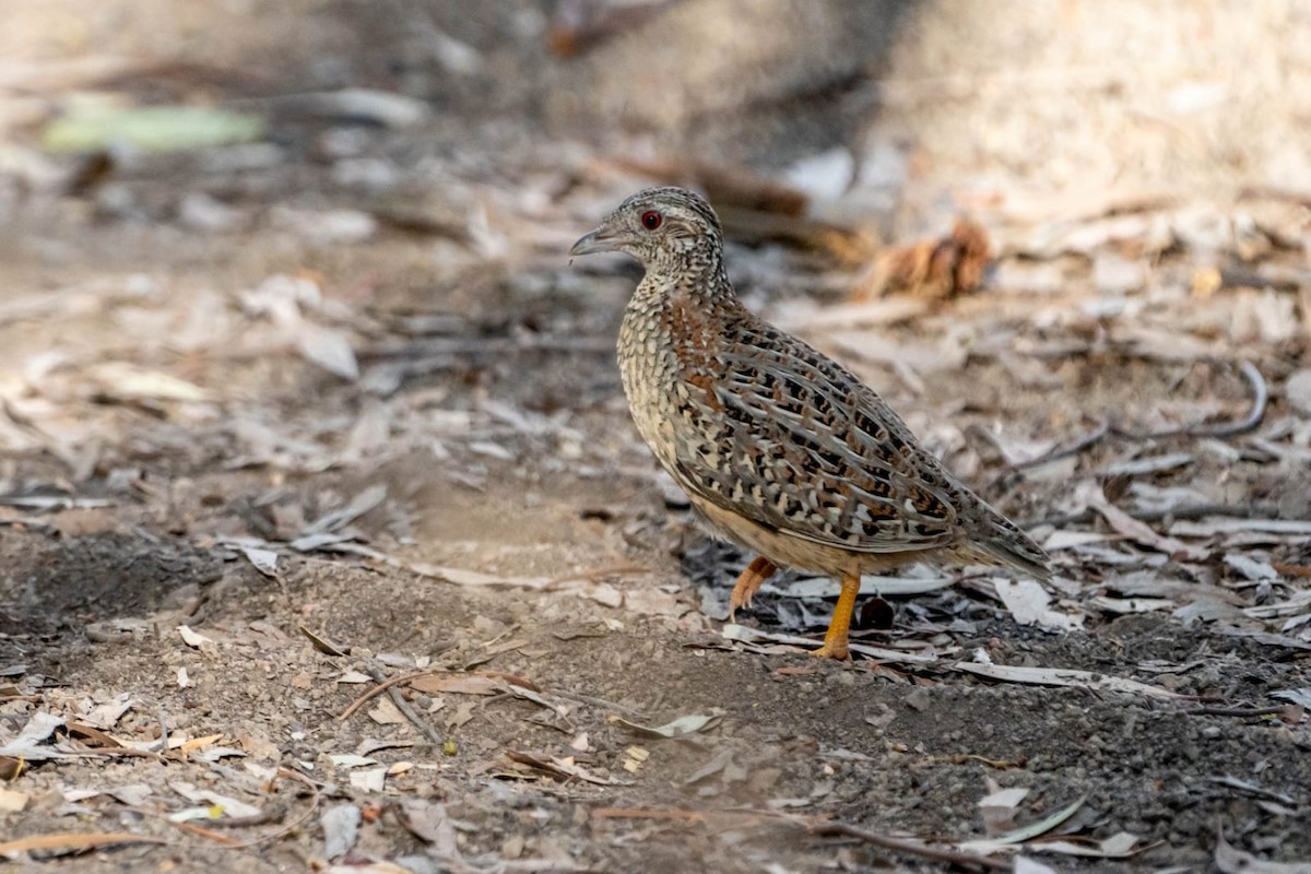 Painted Buttonquail - ML615166618