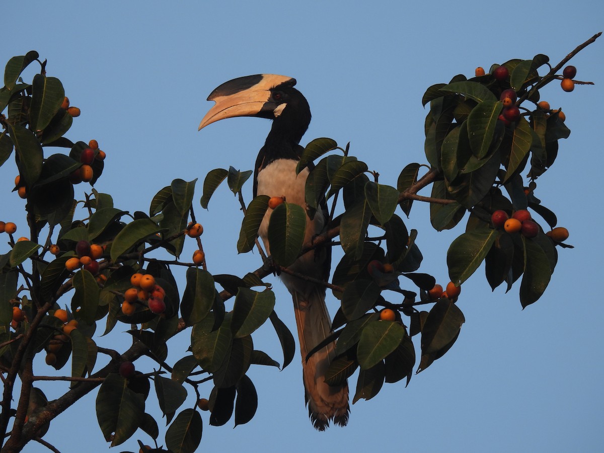 Malabar Pied-Hornbill - ML615166619