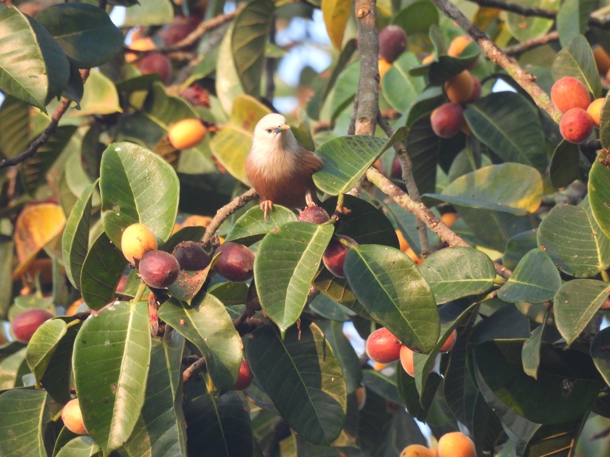 Malabar Starling - ML615166635