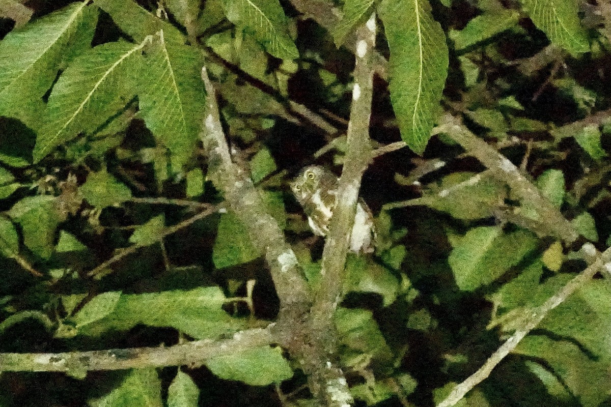 Asian Barred Owlet - ML615166654