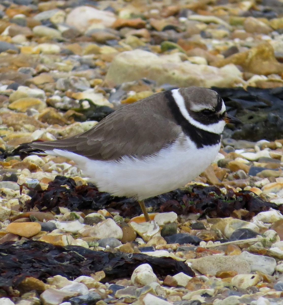 Common Ringed Plover - ML615166672