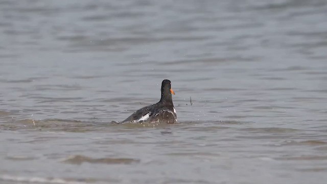 Pied Oystercatcher - ML615166690