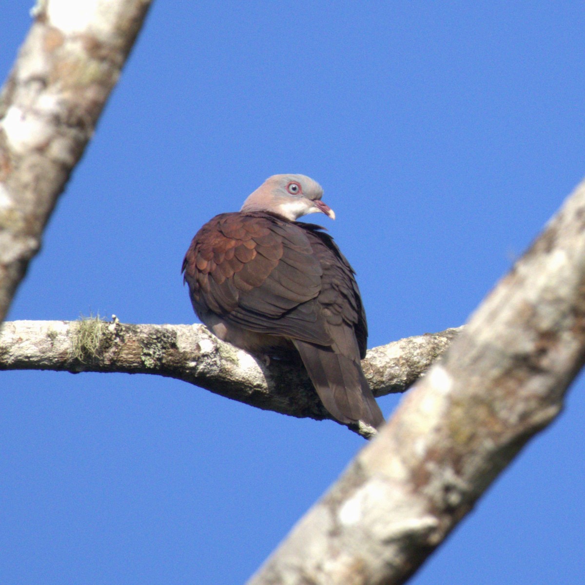 Mountain Imperial-Pigeon - ML615166701