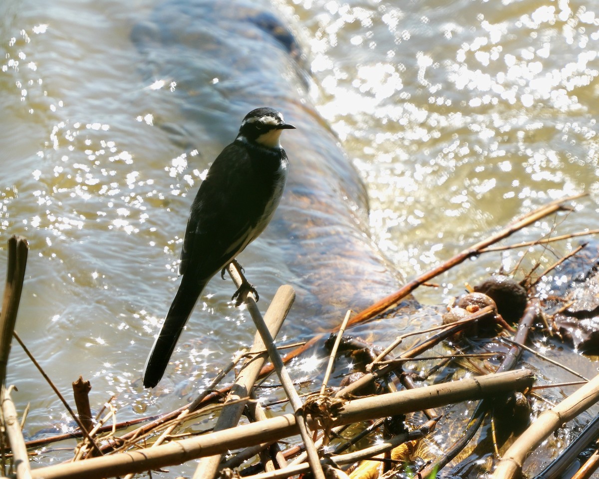 African Pied Wagtail - ML615166707