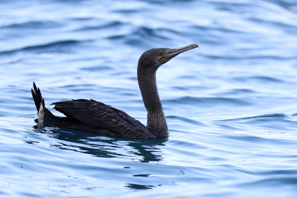 Socotra Cormorant - ML615166790