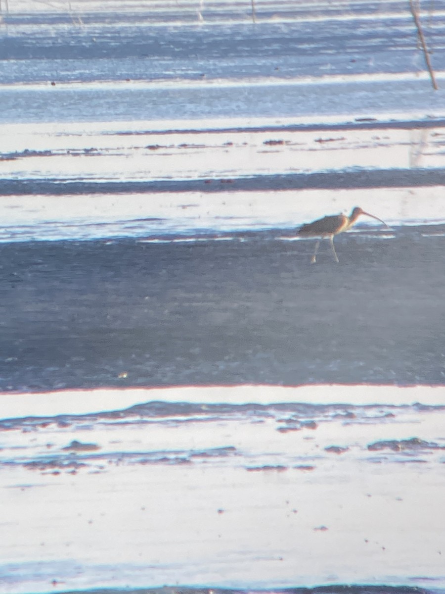 Far Eastern Curlew - Muhammad Iqbal