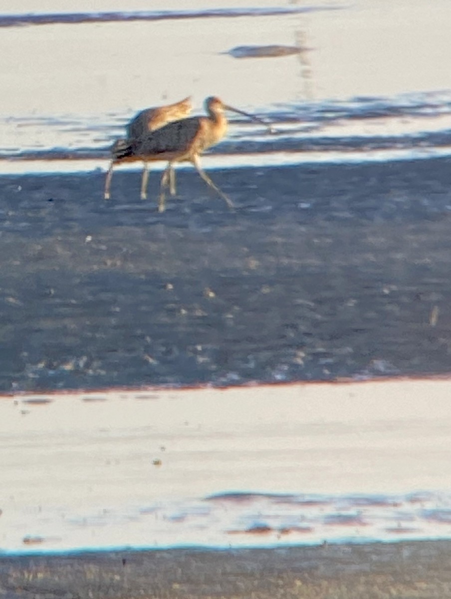 Far Eastern Curlew - ML615166858